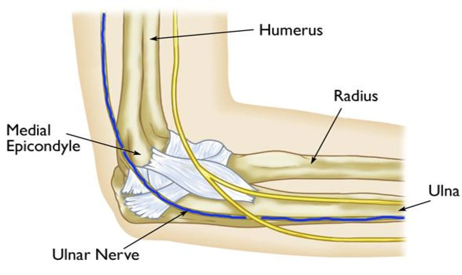 Ulnar nerve