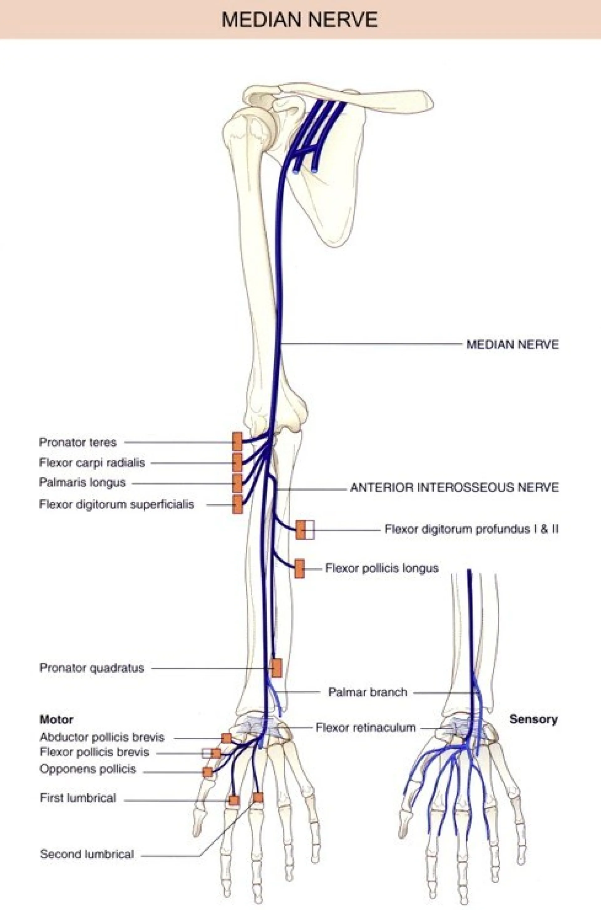 Median nerve