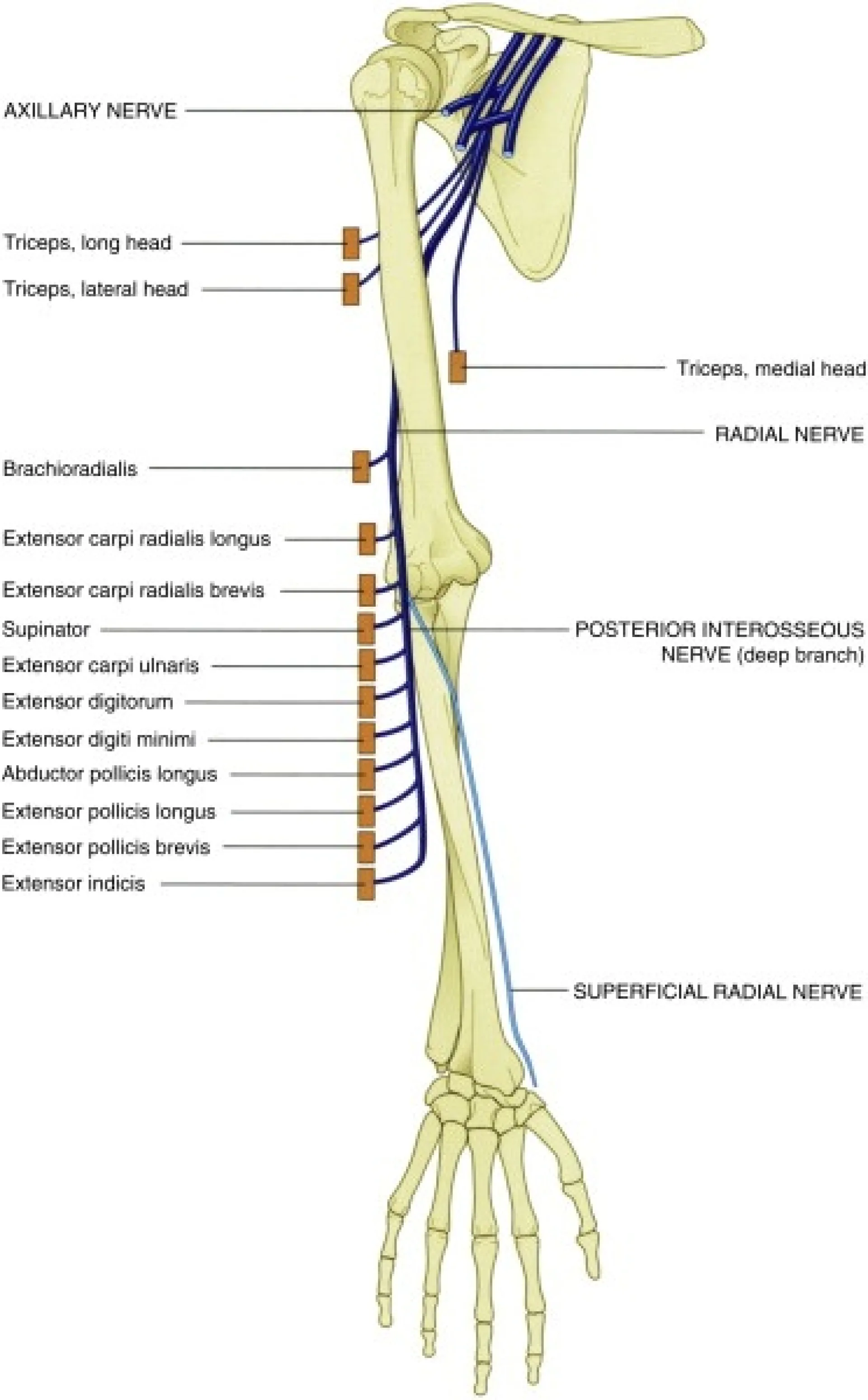 Radial nerve