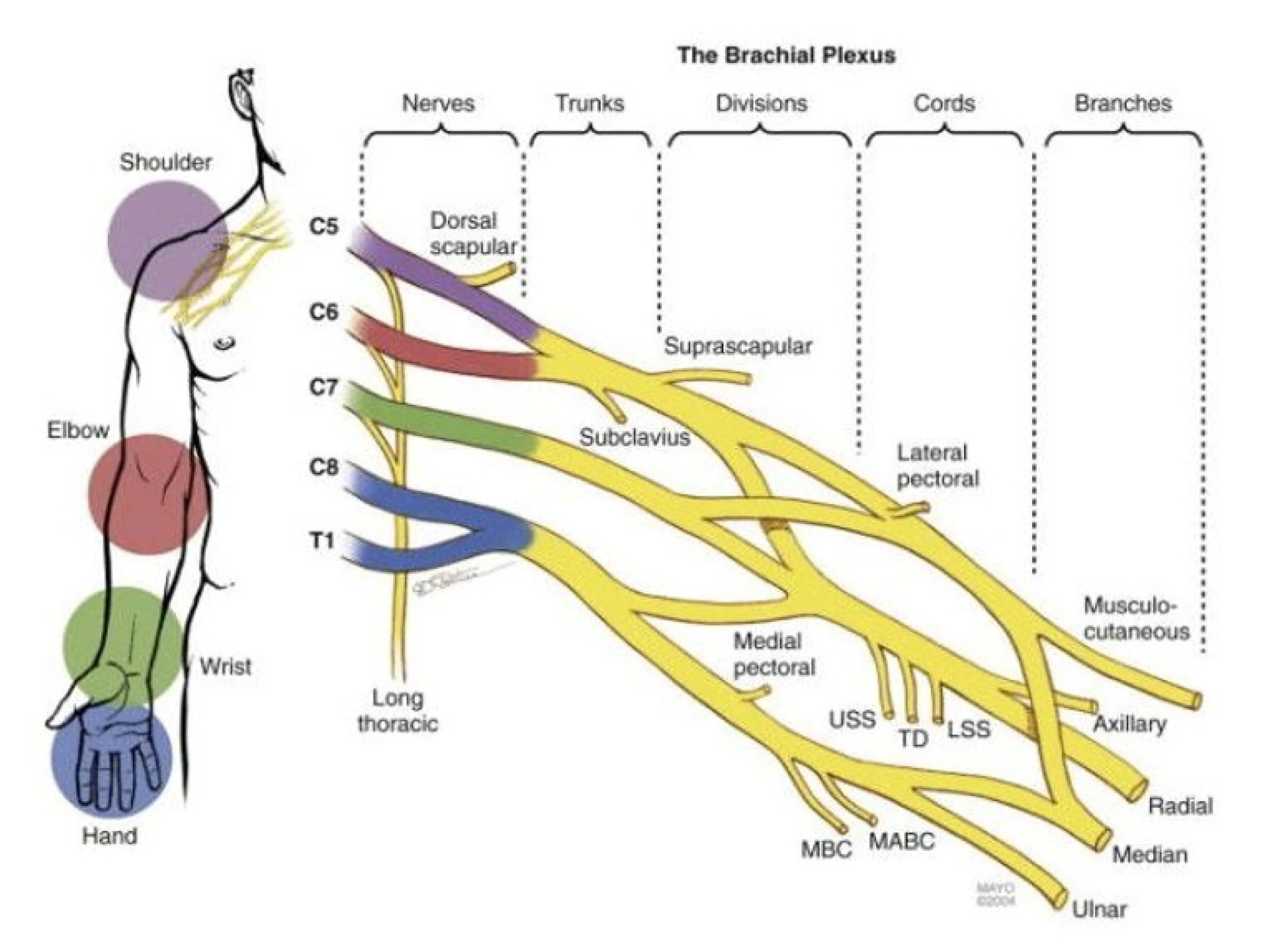 Brachial plexus