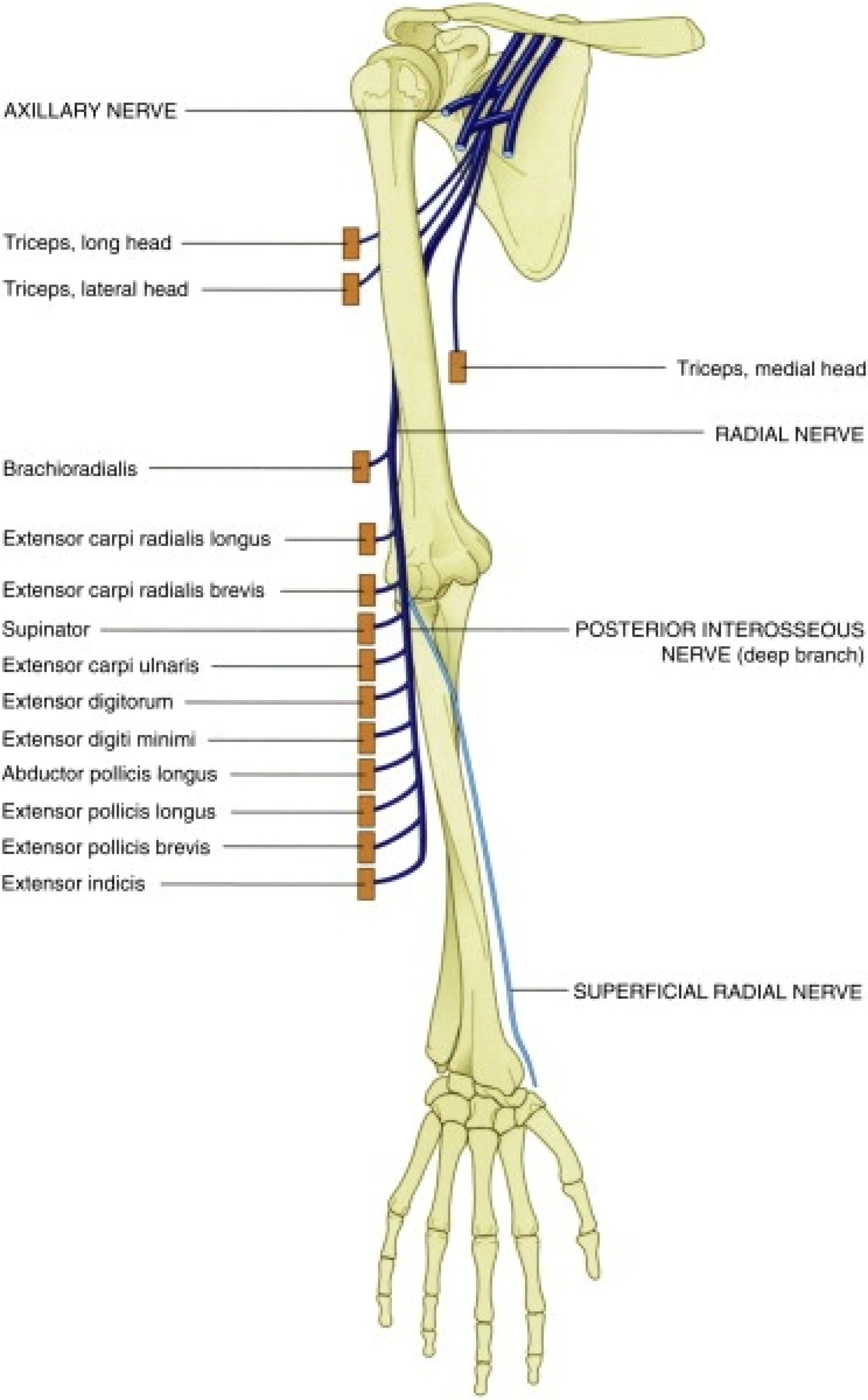 Radial nerve